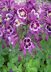 Aquilegia 'Winky Purple-White' Aquilegia 'Winky Purple-White'
